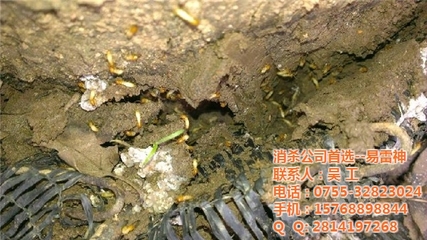 深圳專(zhuān)業(yè)白蟻防治公司|白蟻防治|易雷神_深圳福田白蟻防治公司